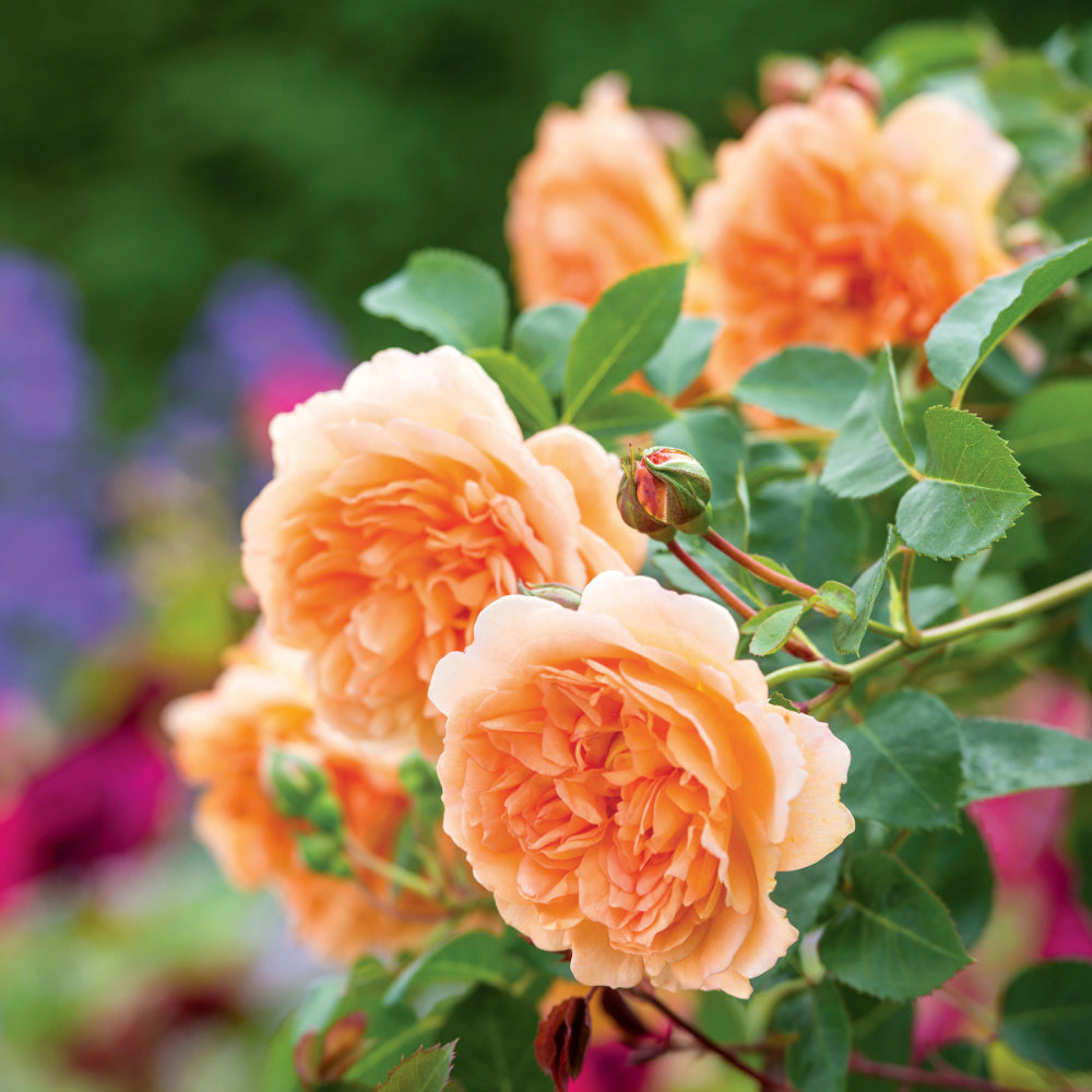 Cultivate Winter Warmth in the Garden