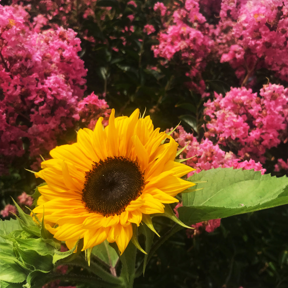 A New Year in the Garden