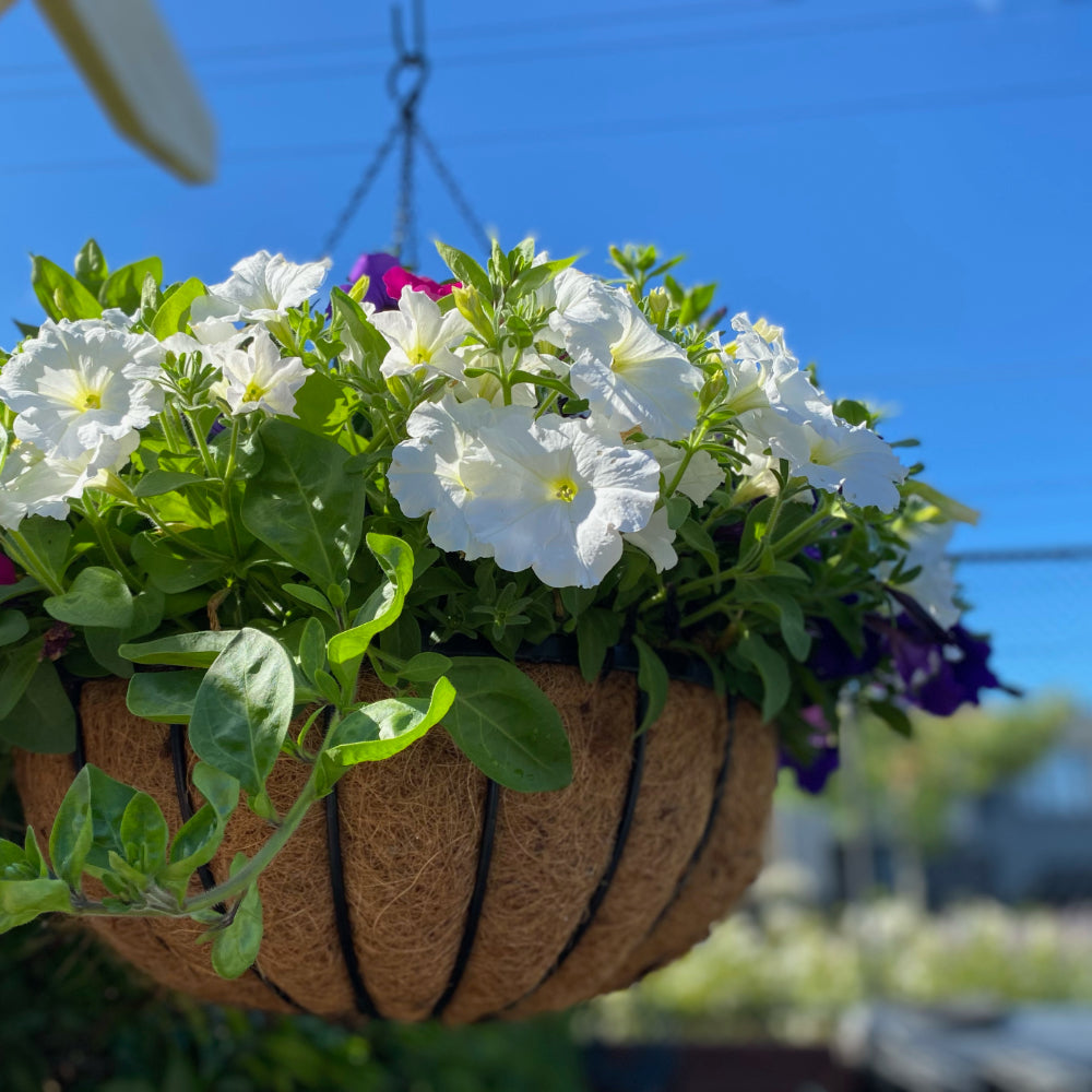 Here's to a New Year in the Garden!