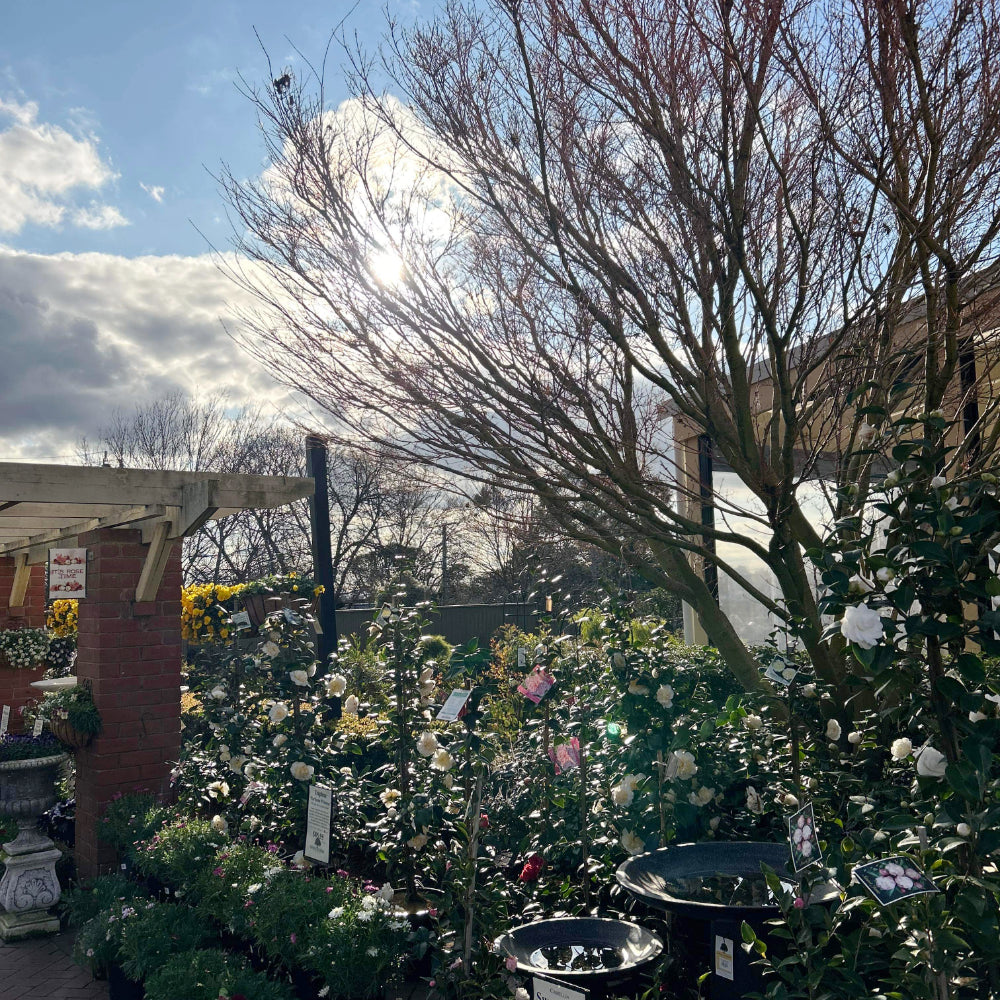 The First Signs of Spring at the End of Winter