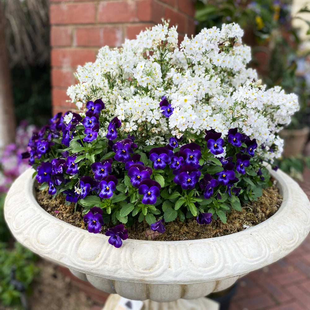 A Long Awaited Spring