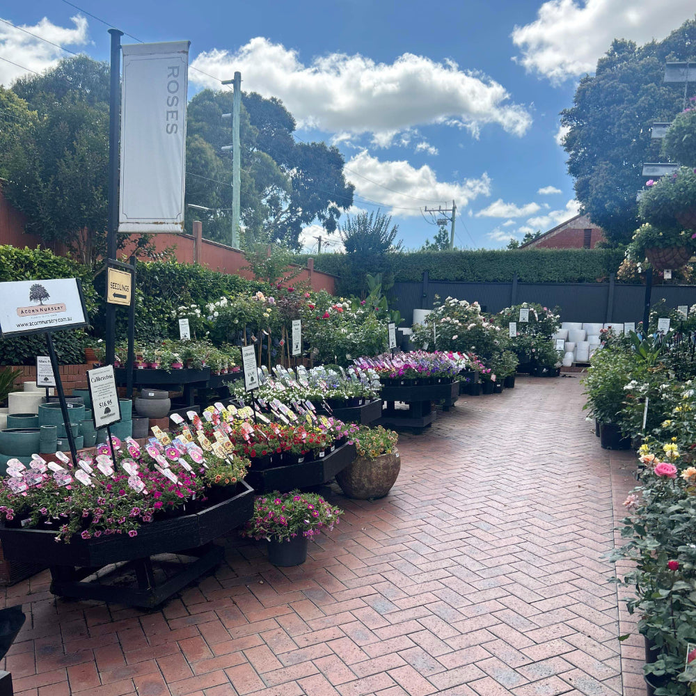 Spend February in the Garden!