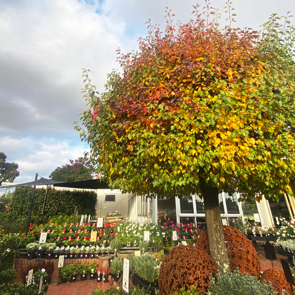 Mother's Day and the Last Days of Autumn