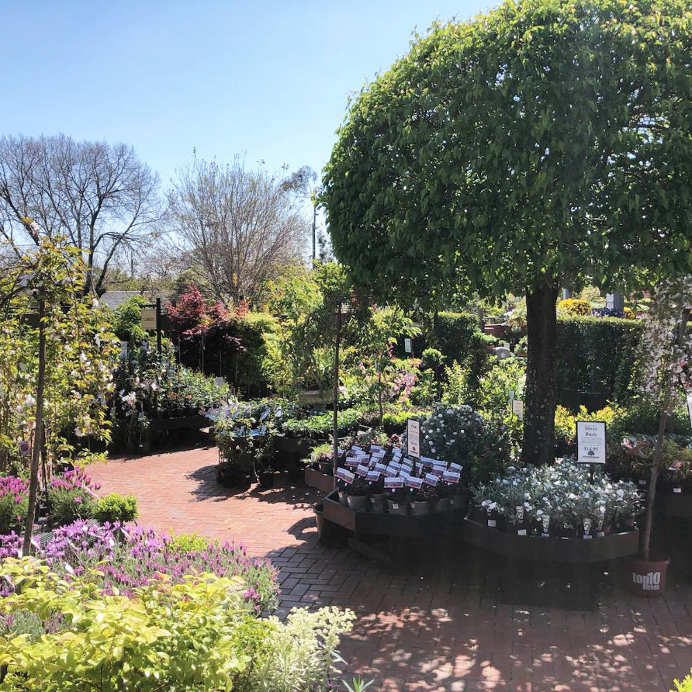 Time to Plant...Everything!