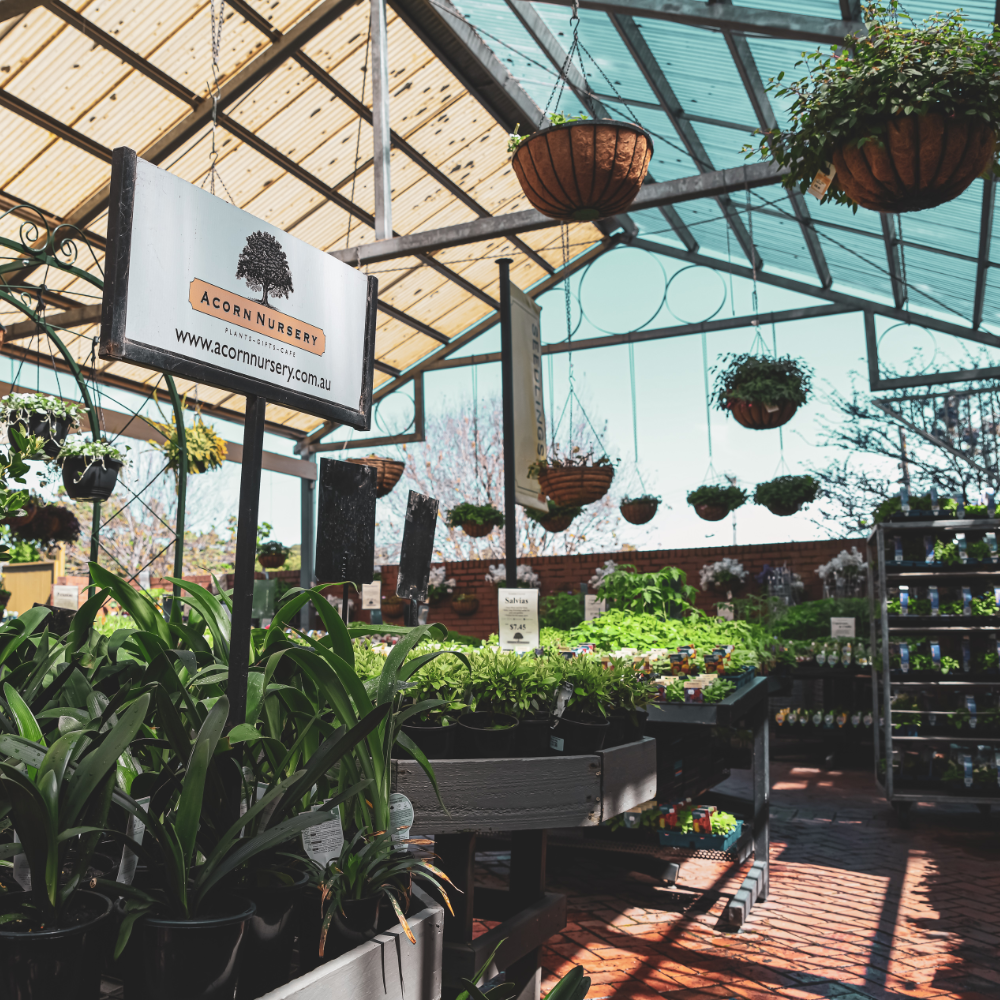 40 Years of Acorn Nursery!