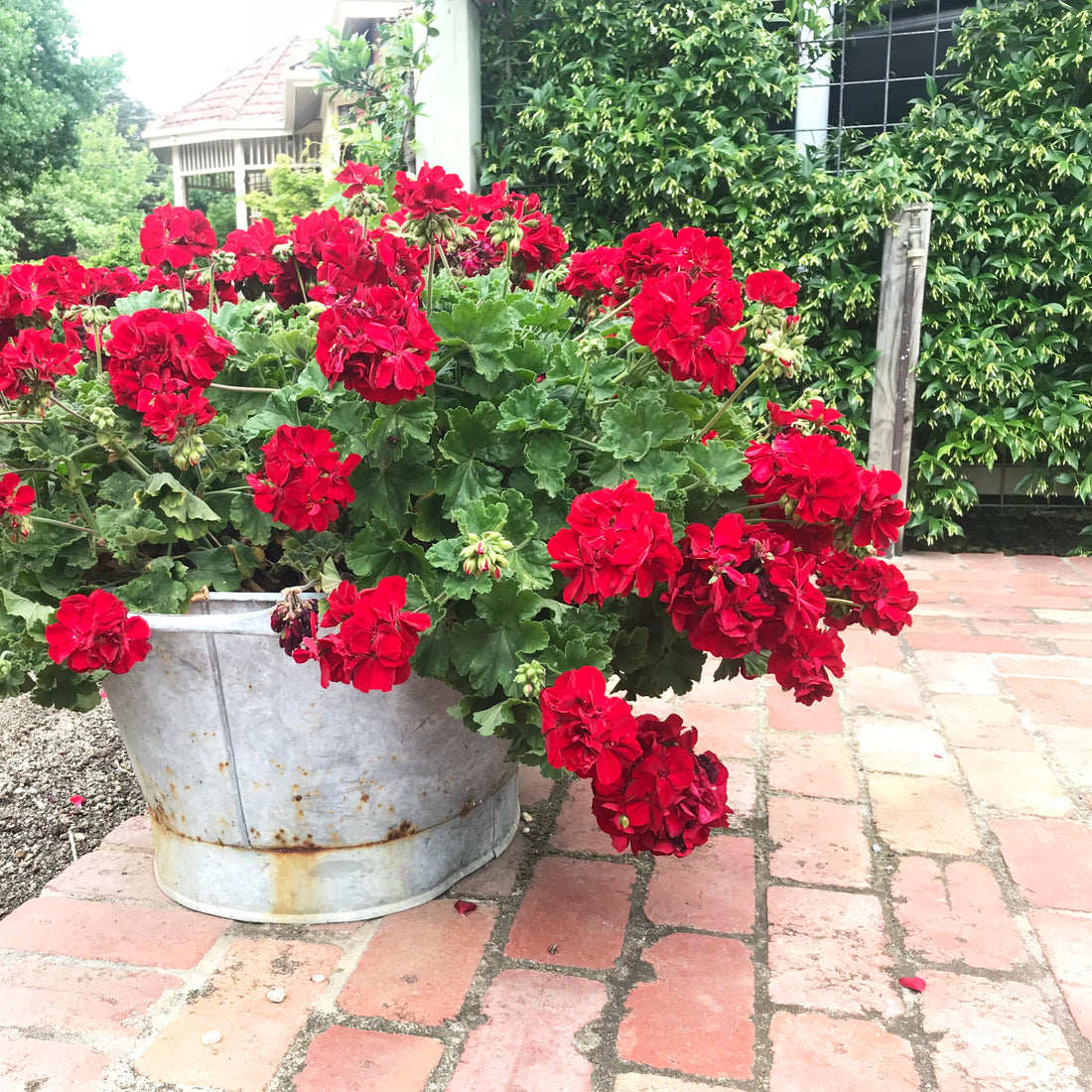 Celebrating Spring in the Garden!