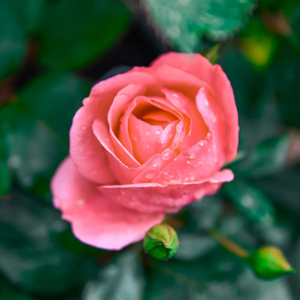 Happy Mother's Day from Acorn!