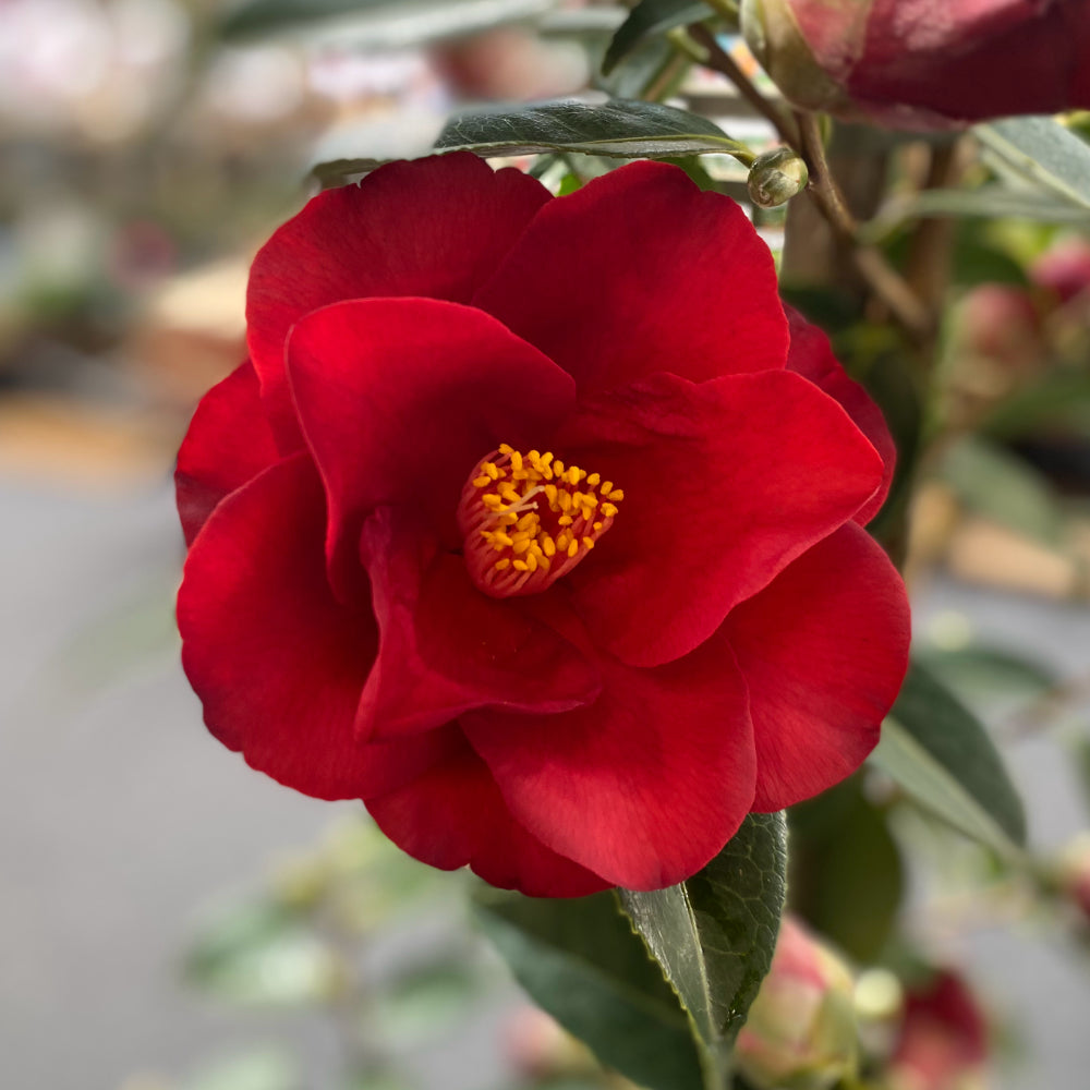 Spring is Just Around the Corner!