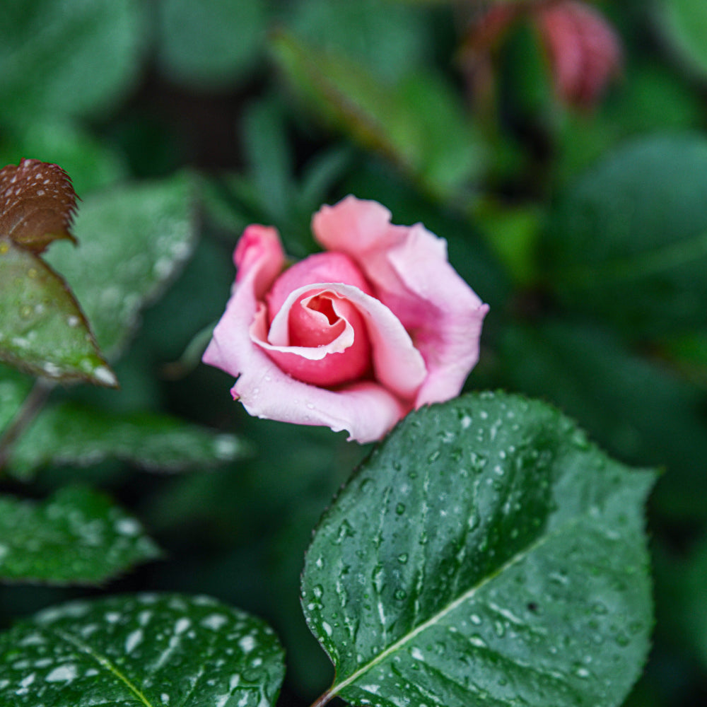A Long Weekend in the Garden!