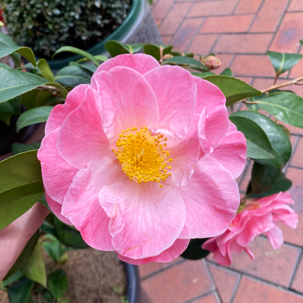 Spring Gardens Start in Winter!
