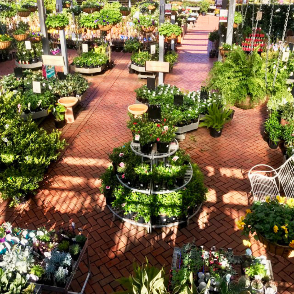 Out of Lockdown and into the Garden!