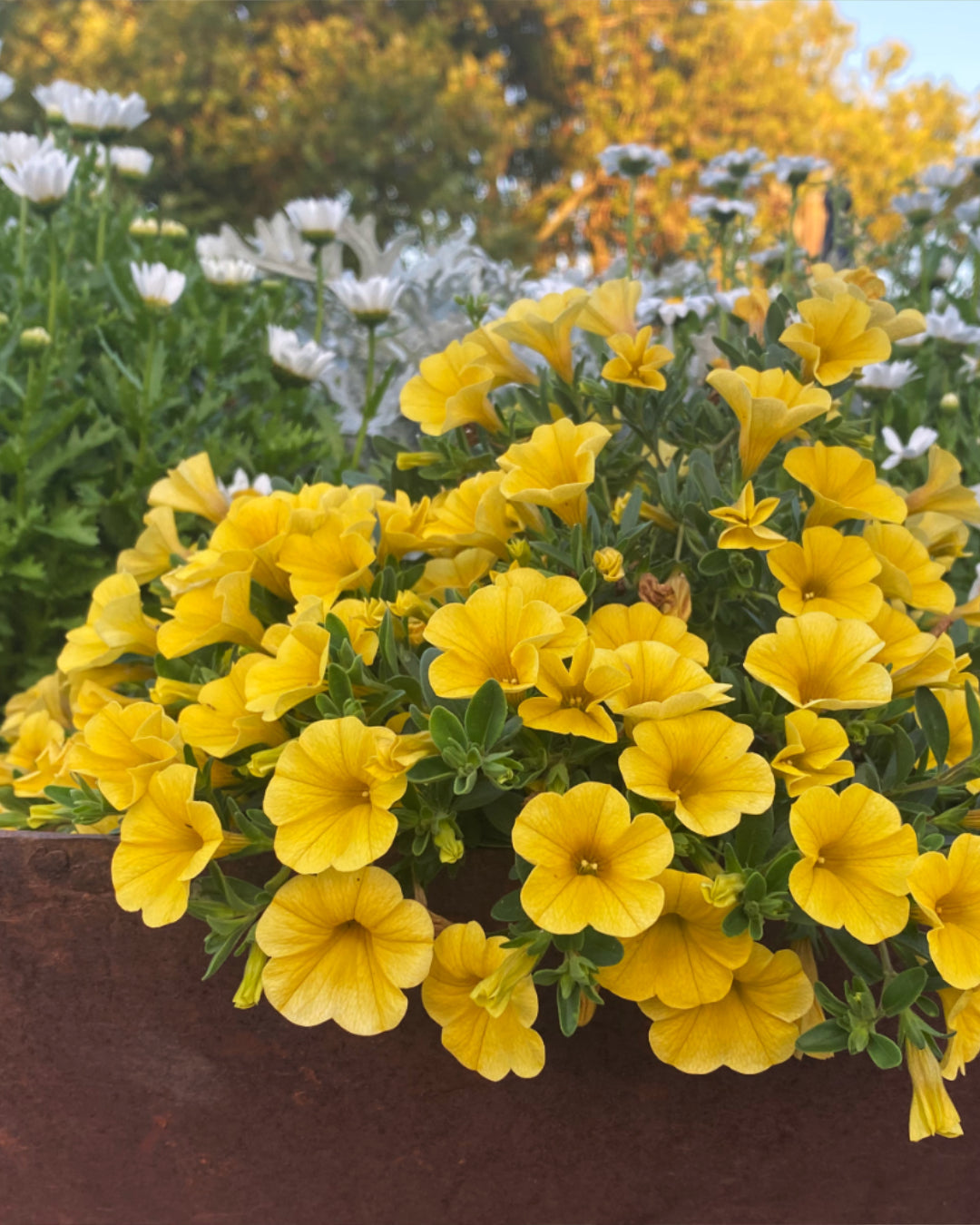 Late Summer in the Garden