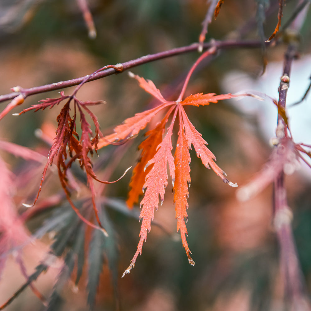 Now is the best time of year for planting!