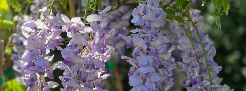Your mid-spring gardening inspiration