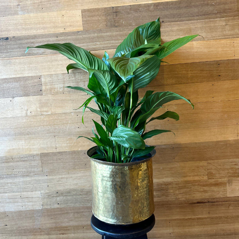 Brass Pot