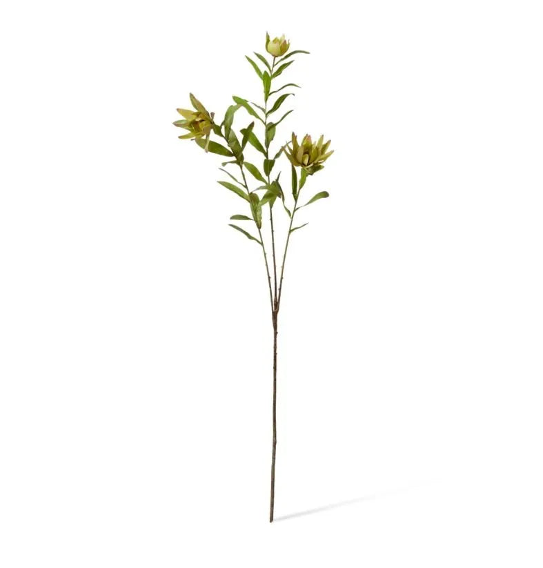 Orientale Protea Spray Green