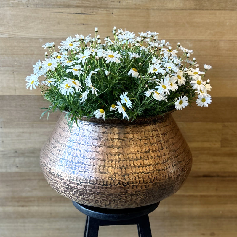 Copper Pot