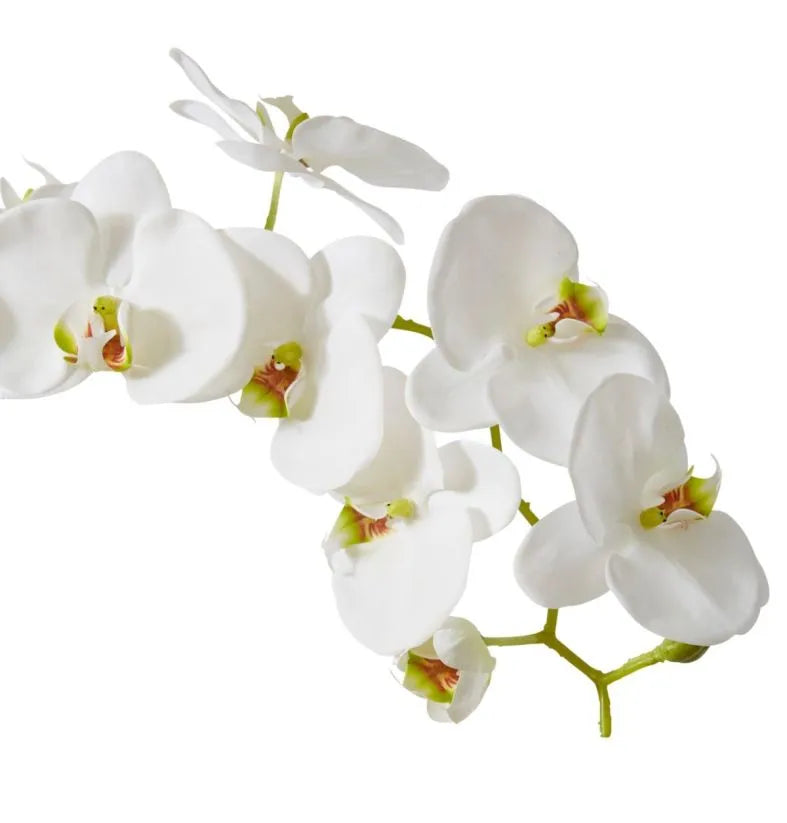 Phalaenopsis Stem