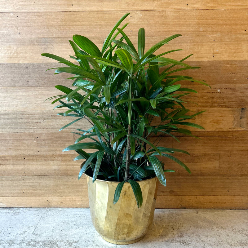 Brass Pot