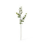 Eucalyptus dollar spray Green
