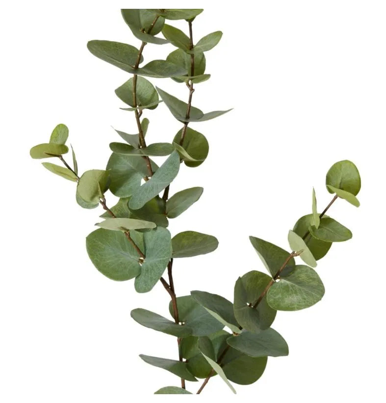 Eucalyptus dollar spray Green
