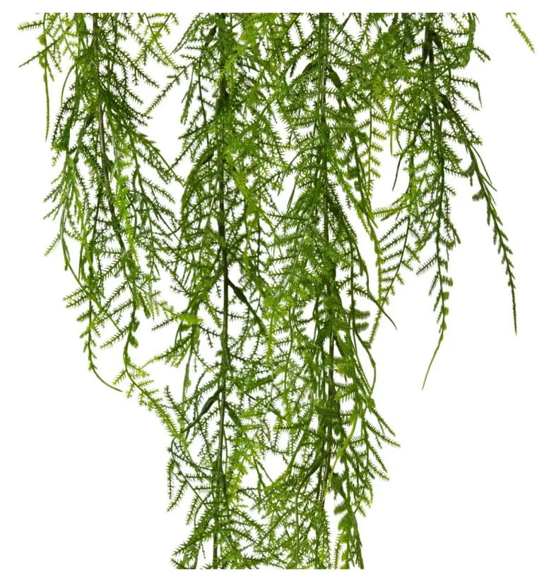 Airfern Hanging Plant