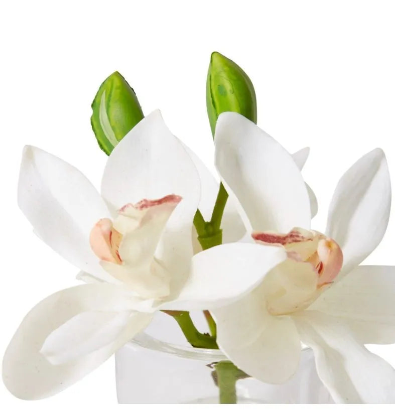 White Cymbidium Orchid in Vase