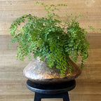 Copper Pot