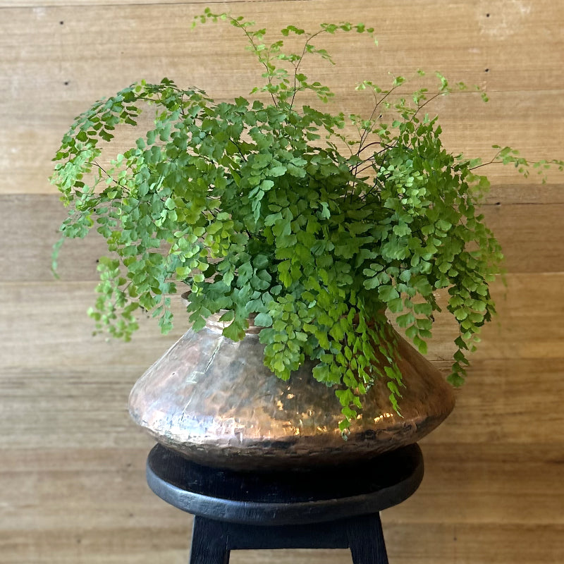 Copper Pot