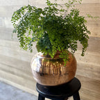 Copper Pot