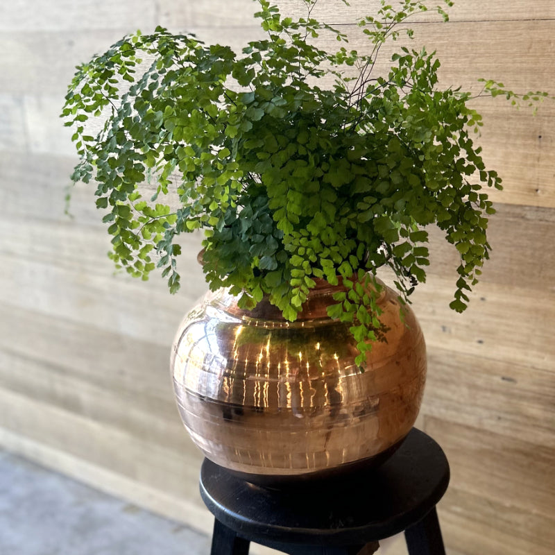 Copper Pot