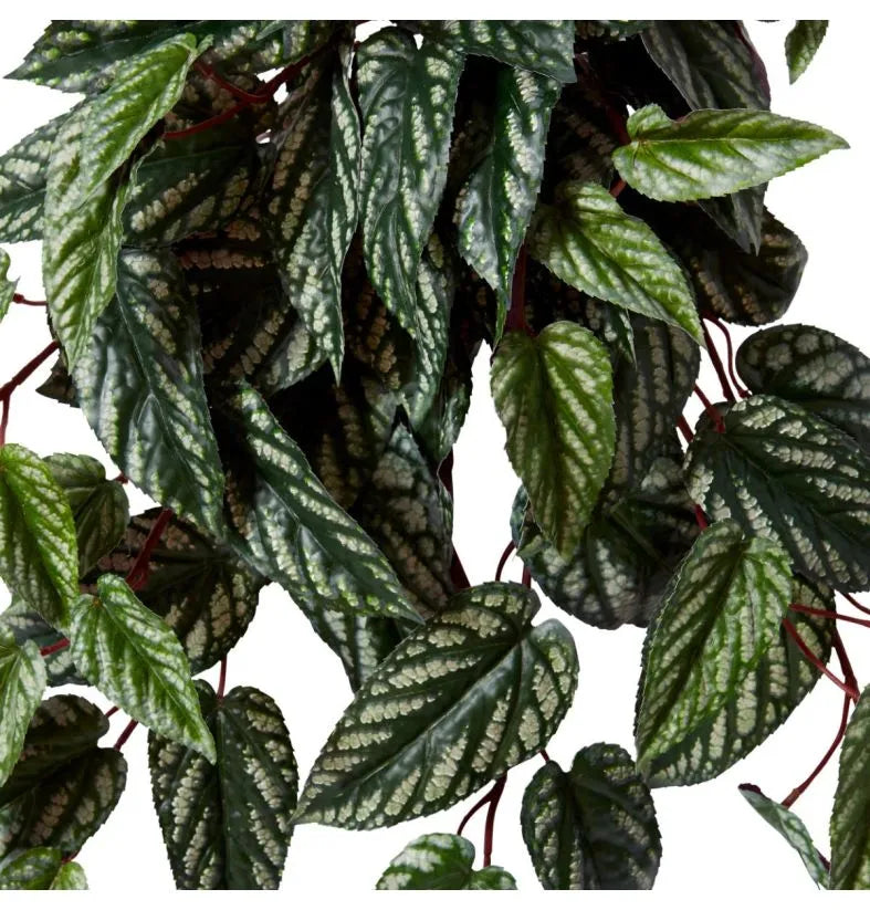 Cissus Hanging Plant Variegated