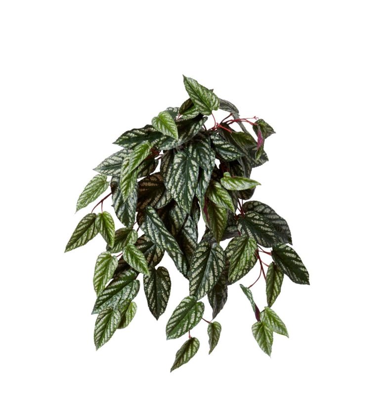 Cissus Hanging Plant Variegated