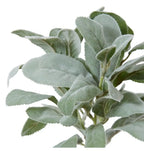 Lambs Ear Bundle