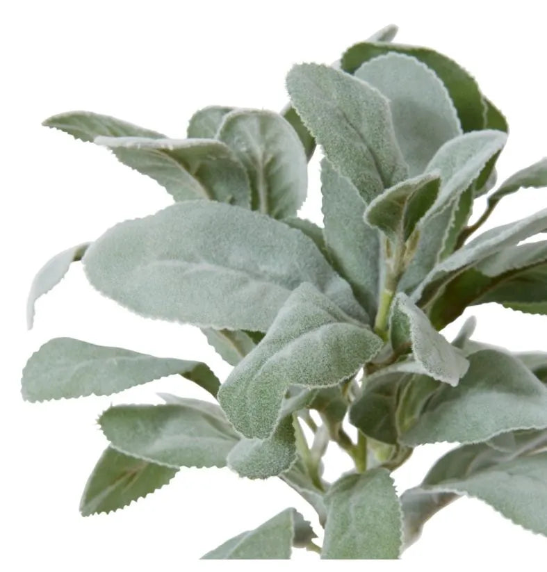 Lambs Ear Bundle