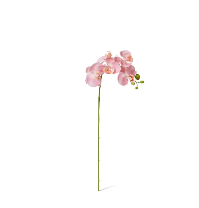 Phalaenopsis Orchid Stem Pink