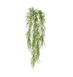 Airfern Hanging Plant