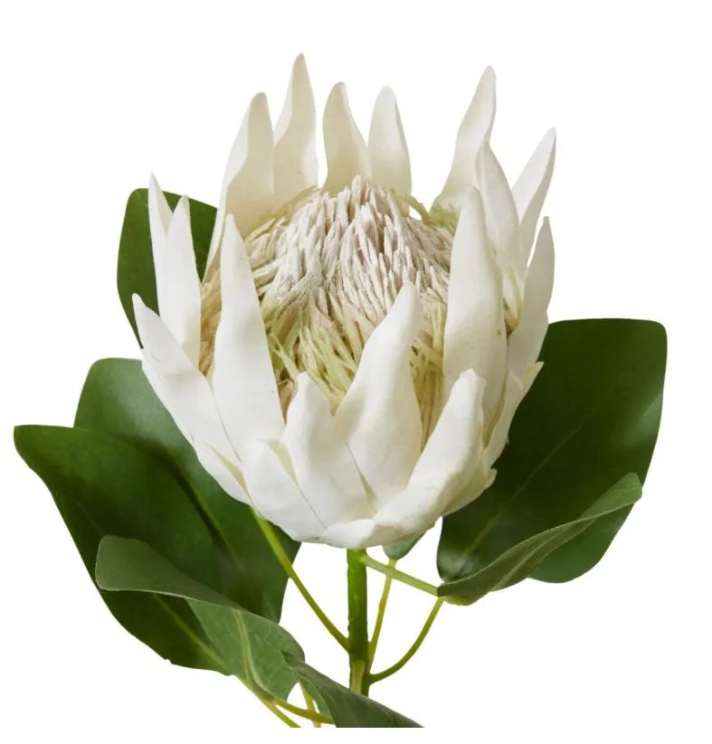 Protea King Stem Off White