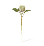 Protea Grand King Stem Light Green