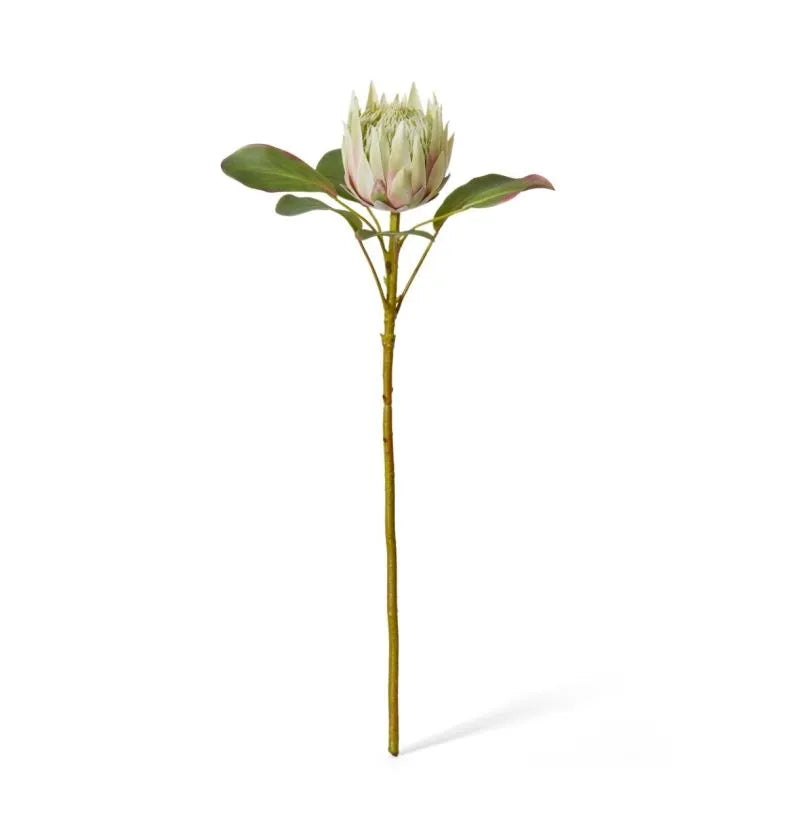 Protea Grand King Stem Light Green