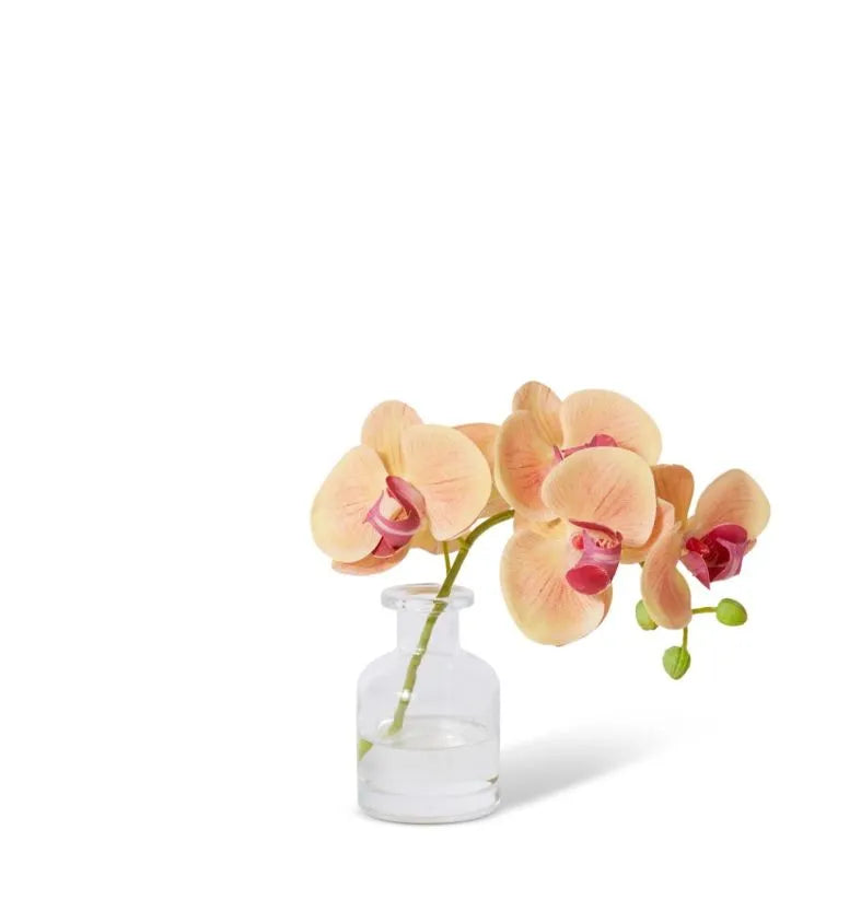 Phalaenopsis Orchid in Vase Apricot