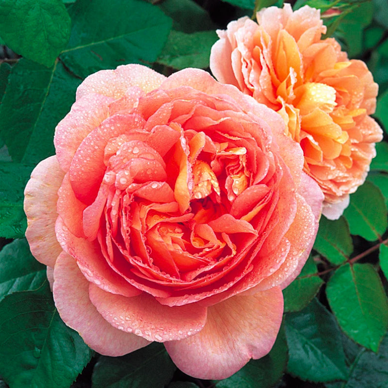 Abraham Darby Standard Rose