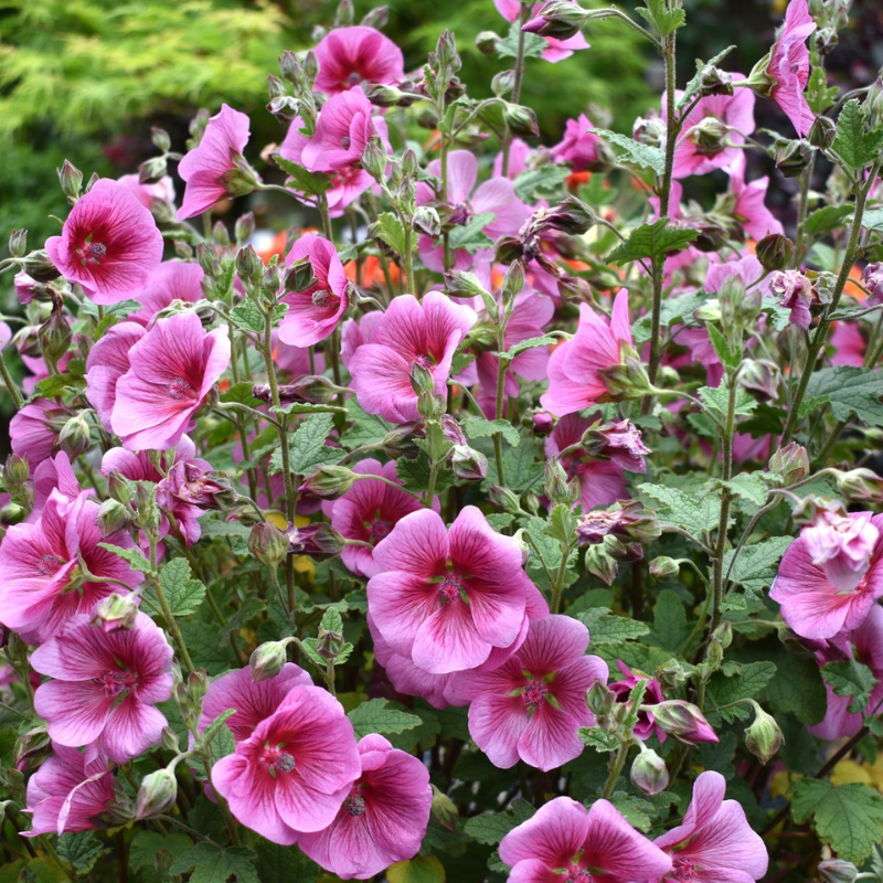 African Rose Mirembe
