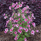 African Rose Mirembe