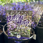 Ajuga Tuff n Tidy