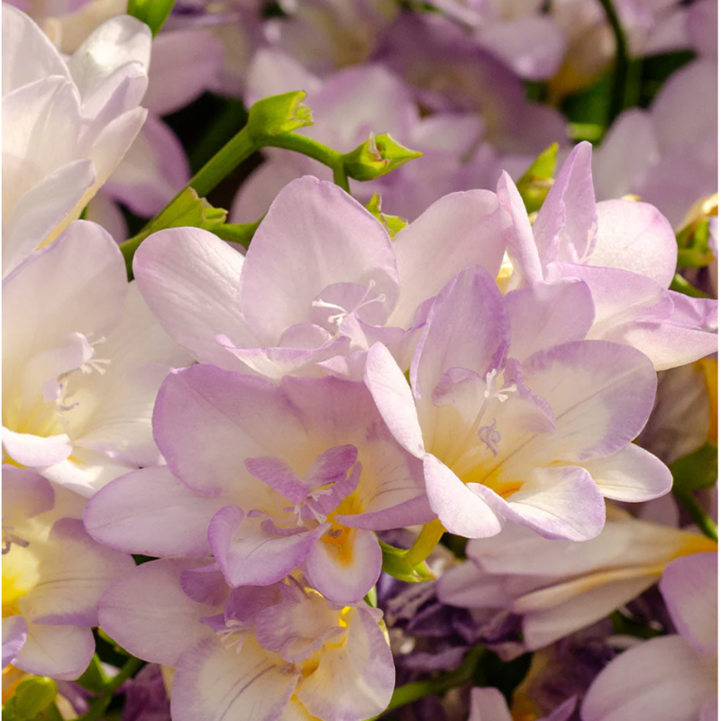 Freesia Double Algrave
