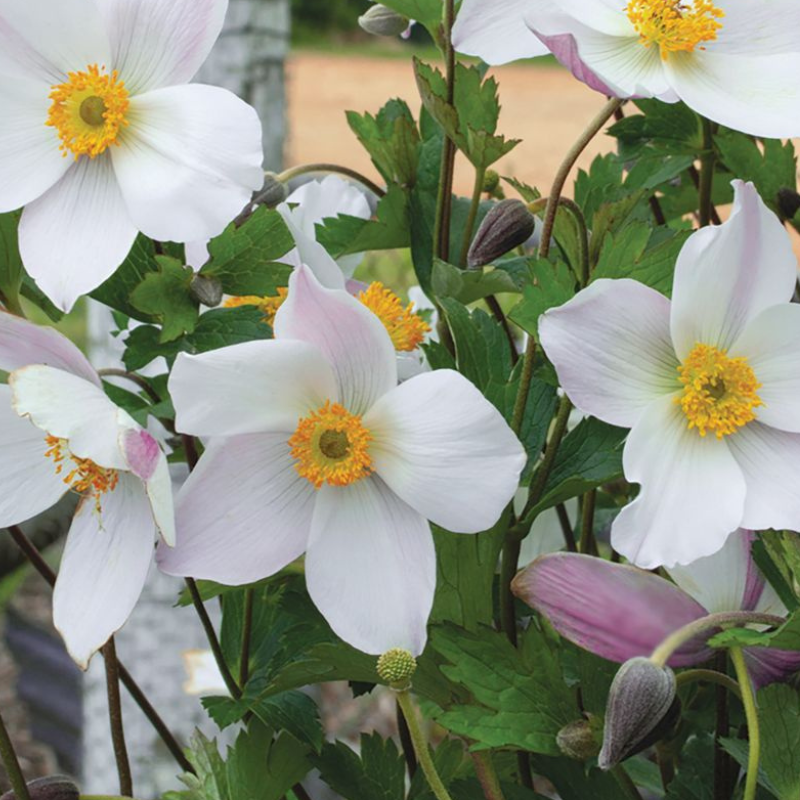Anemone Dainty Swan