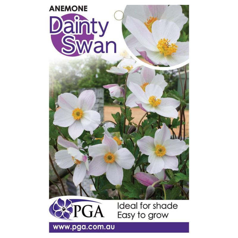 Anemone Dainty Swan