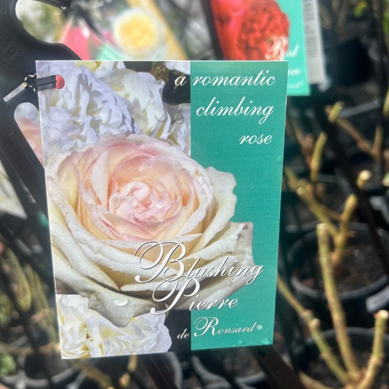 Blushing Pierre De Ronsard