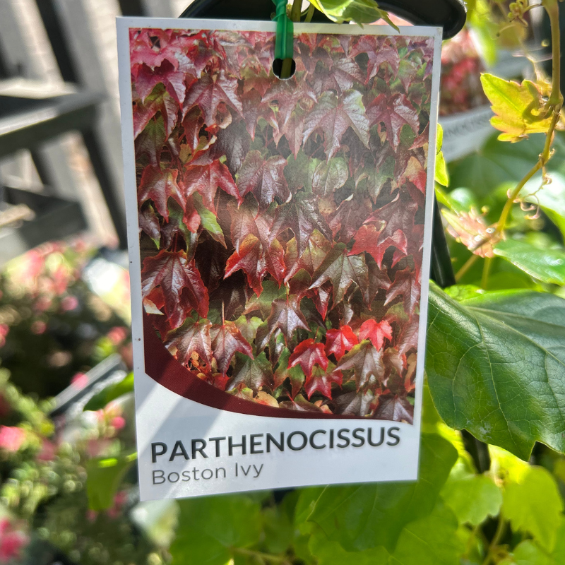 Parthenocissus tricuspidata